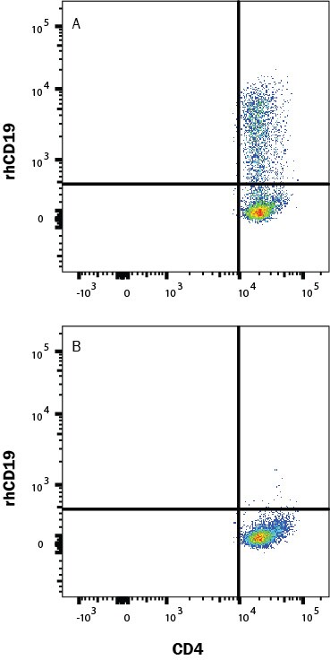 Human PBMC CD4+ and CD8+ T cells were either (A) transduced or (B) not transduced (negative control) with a Human CD19 CAR and then cultured for 11 days. Cells were washed twice with 2 mL 1x PBS then stained with a viability dye for 15-30 min at room temp in the dark. Human block was added during the viability stain to block Fc receptors. Cells were washed twice with Flow Cytometry Staining Buffer then stained with Human CD4 PE-Cy7-conjugated Antibody and rhCD19 Atto 488-conjugated protein for 25 min at room temp in the dark. Staining was performed using our staining membrane proteins protocol.